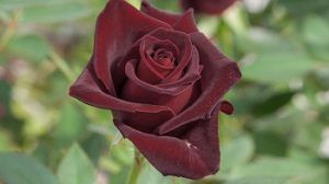 Rosa Black Baccara