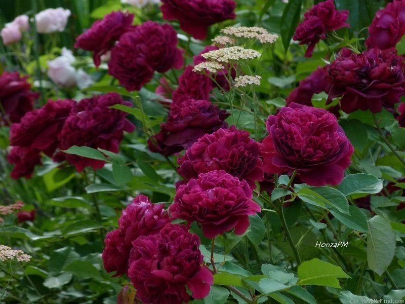 Rosa William Shakespeare 2000