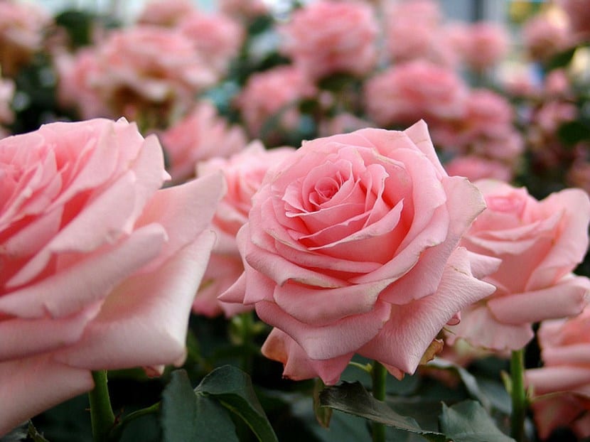 Clasificación de las rosas: silvestres, antiguas y modernas