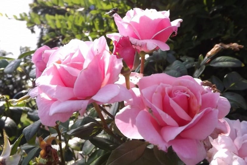 Cultivar rosas desde semilla: escaramujo, frío y siembra