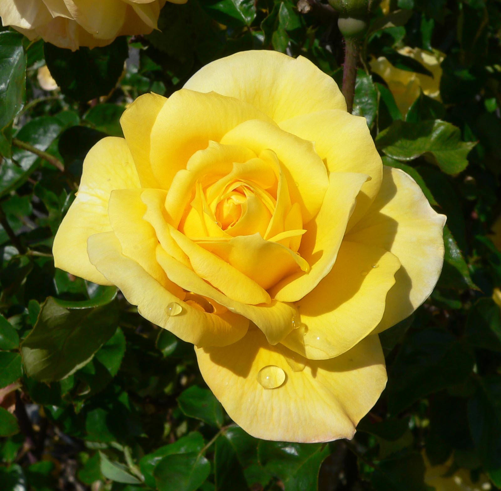 Por qué tu rosal no florece y cómo conseguir que lo haga