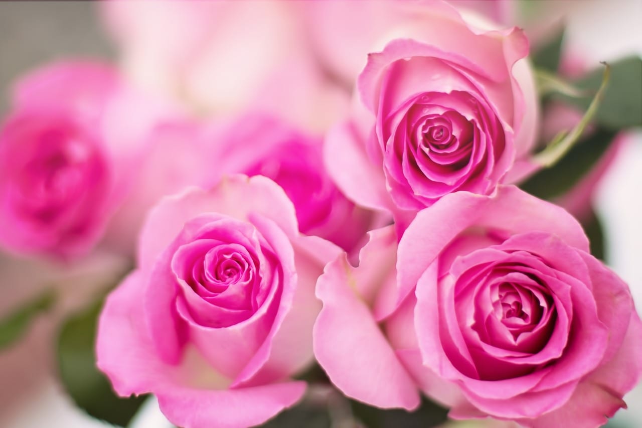 Cómo hacer que las rosas no se marchiten y duren más
