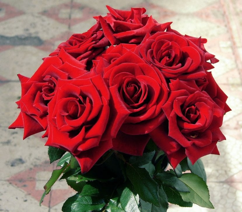 Ramo de rosas rojas recién colocado en un jarrón