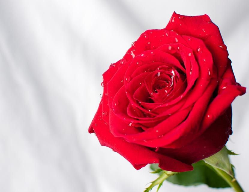 Cómo podar un rosal paso a paso y sin errores