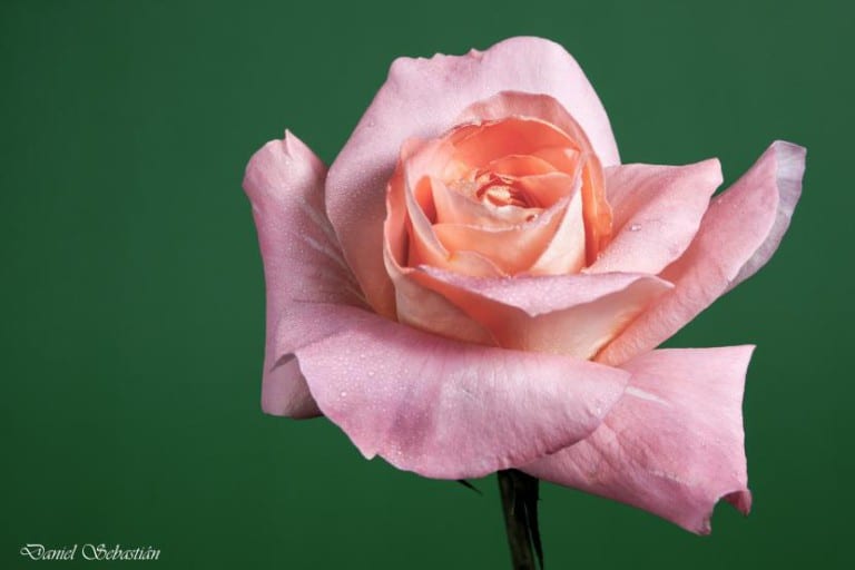 Rosa de color rosa recién abierta