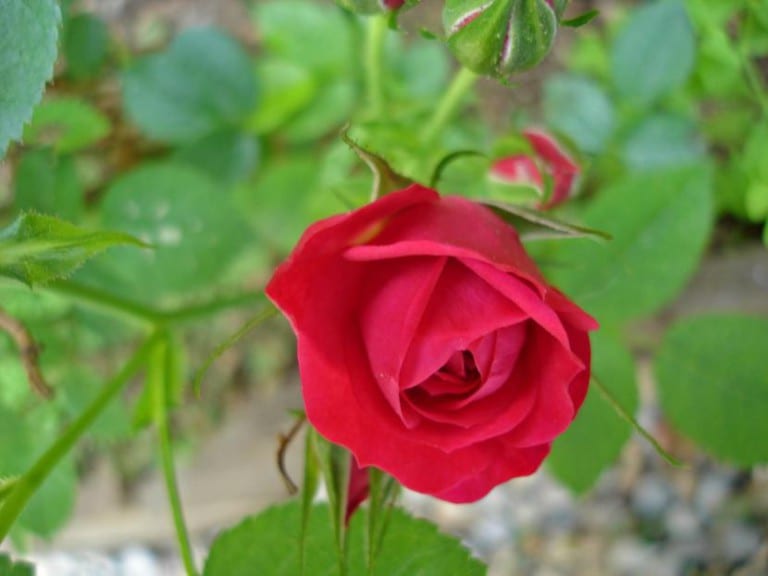 Rosal mini de flores rojas en plena floración