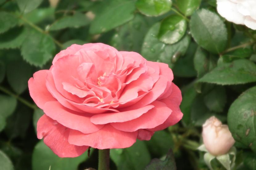Rosal en flor del que se pueden tomar esquejes