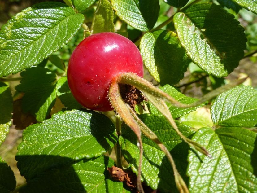 Escaramujos maduros de rosa canina en la mata