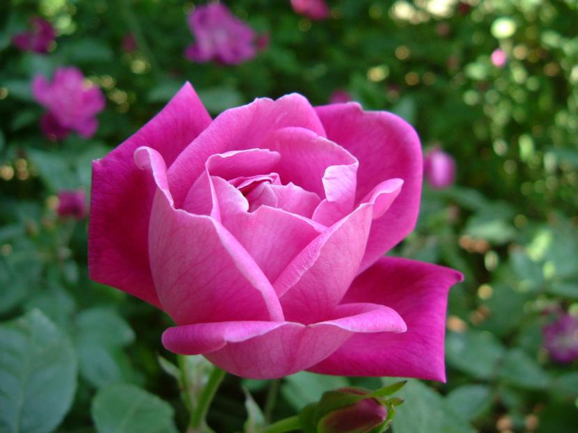 Rosa china en flor, Rosa chinensis