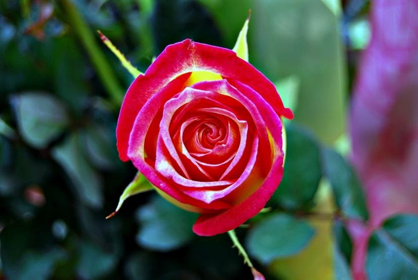 Rosal rojo en flor tras la poda de invierno