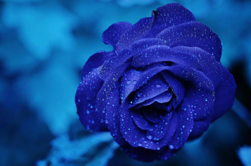 Rosa de color azul intenso
