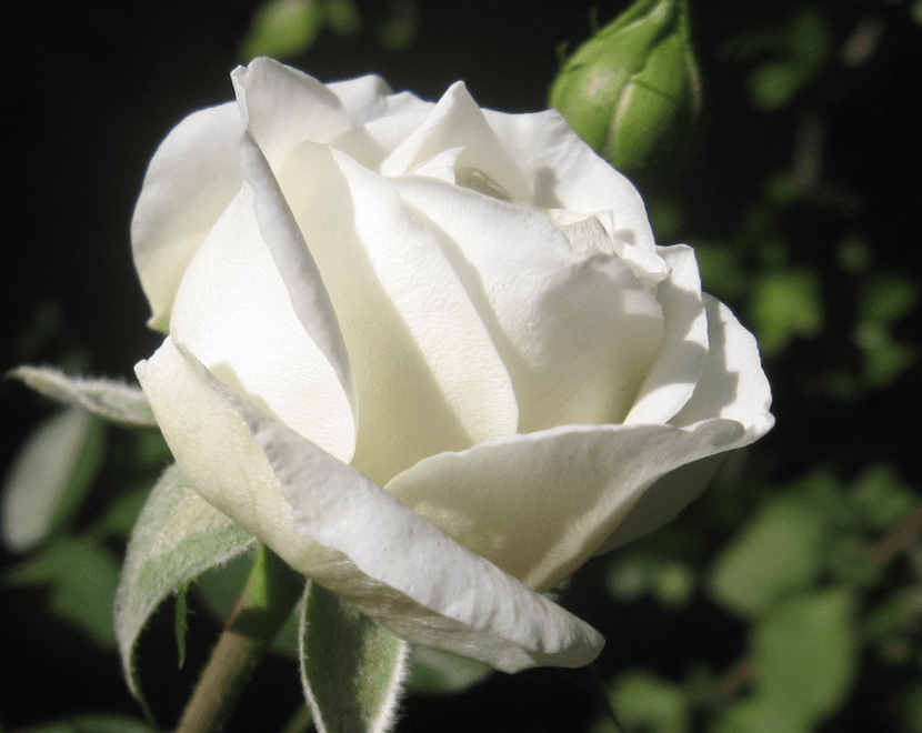 Significado de las rosas blancas y por qué son blancas