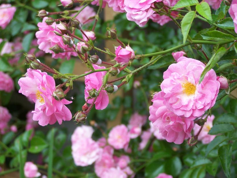 Rosal trepador cubierto de flores sobre un muro