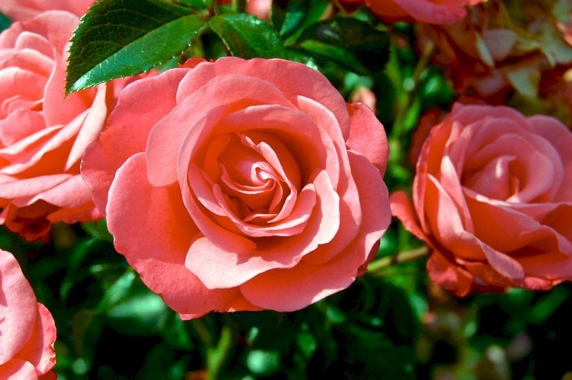 Rosas abiertas en un rosal a plena luz