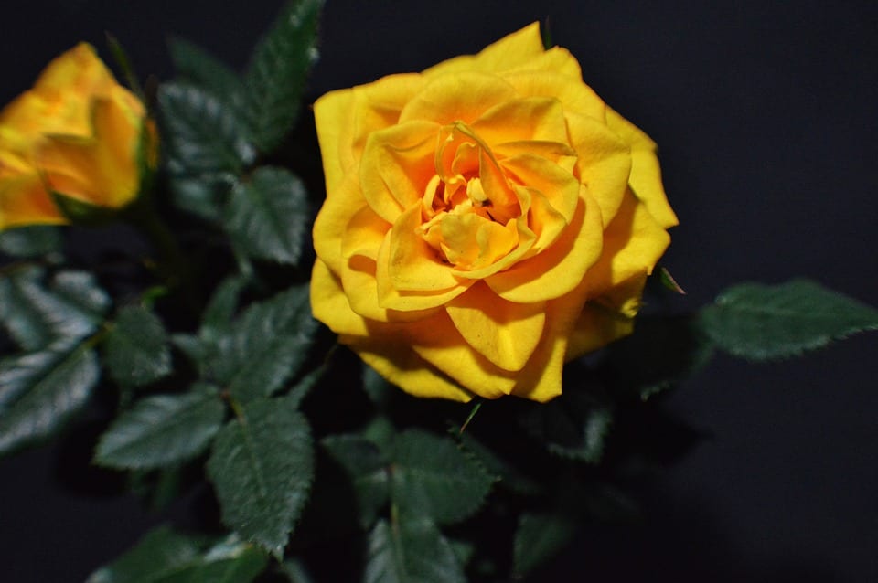 Cuándo trasplantar un rosal: fechas, pasos y errores