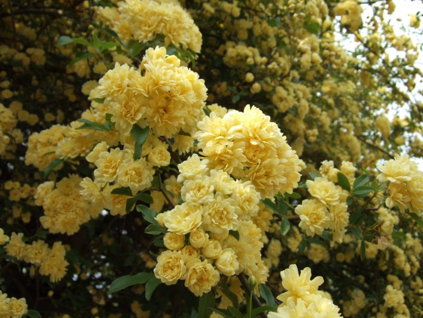 Rosa banksiae Lutea en flor, un sarmentoso demasiado vigoroso para maceta