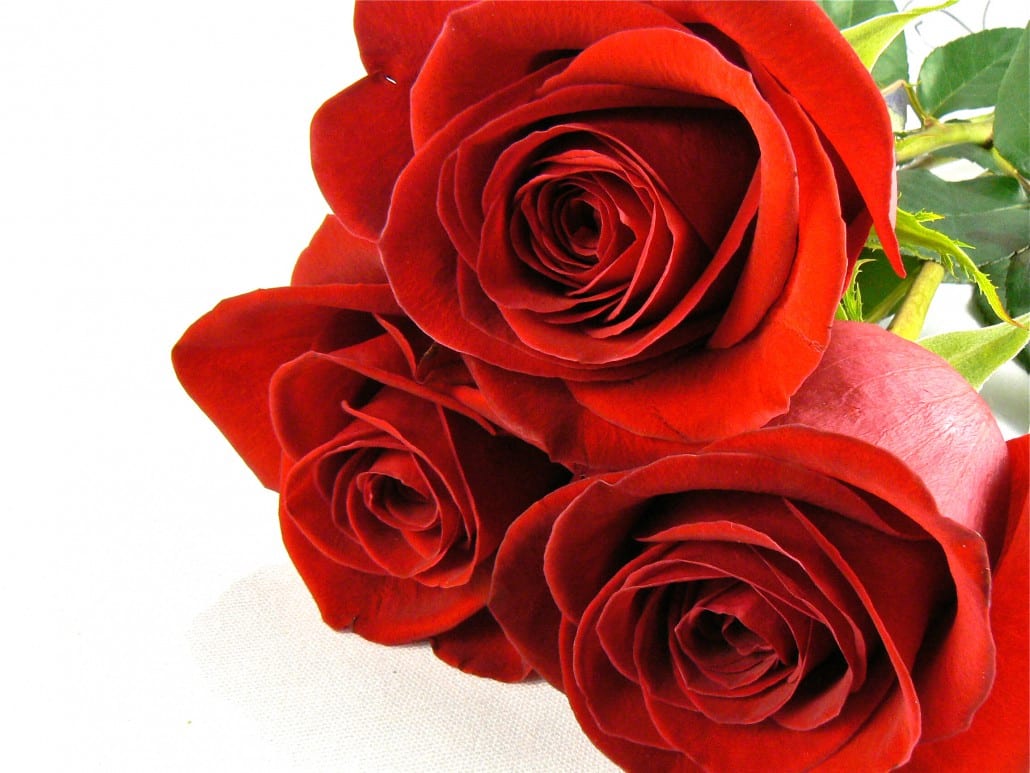 Rosa Freedom: cultivo, cuidados, poda y plagas