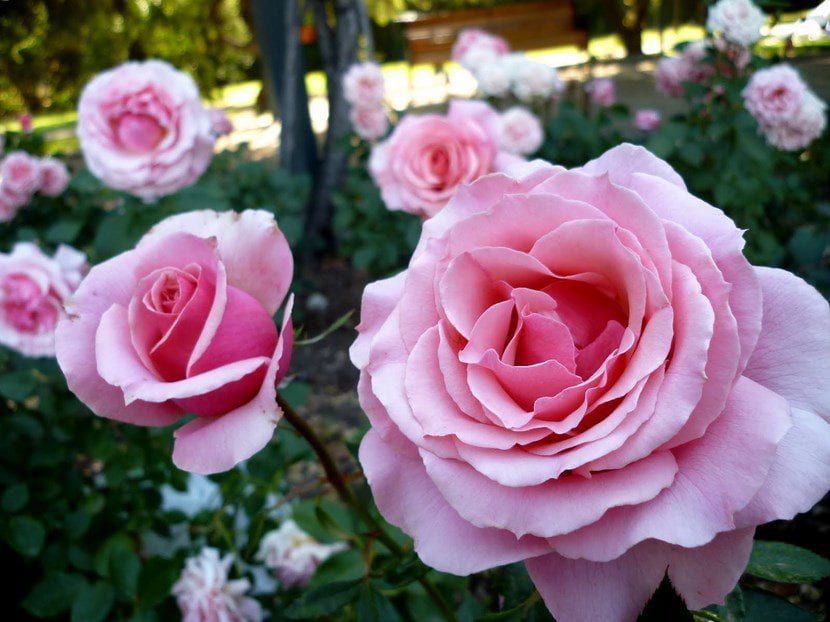 Rosal en flor fotografiado en el jardín