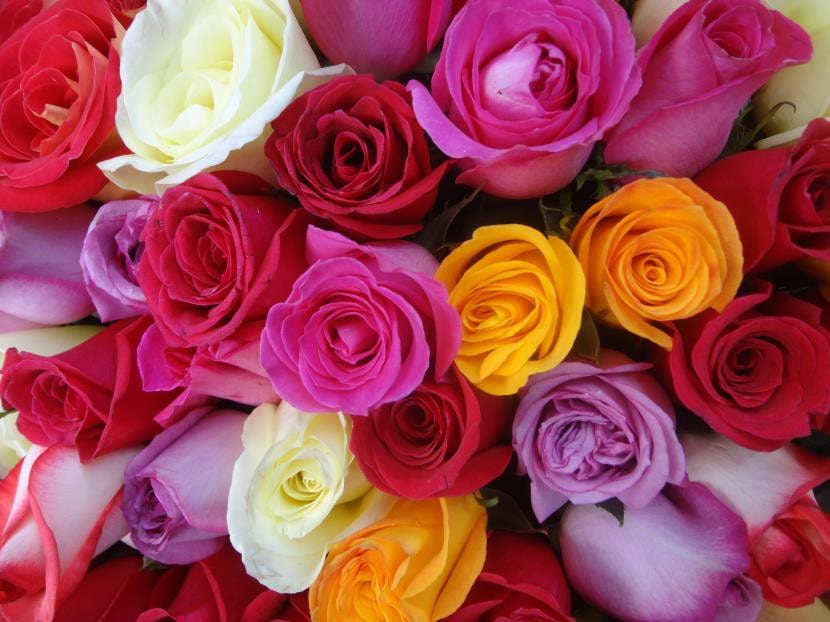 Rosas de varios colores en un rosal