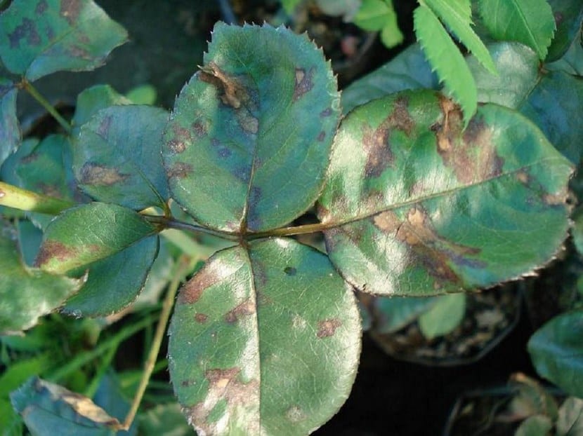 Hoja de rosal con manchas negras de Diplocarpon rosae