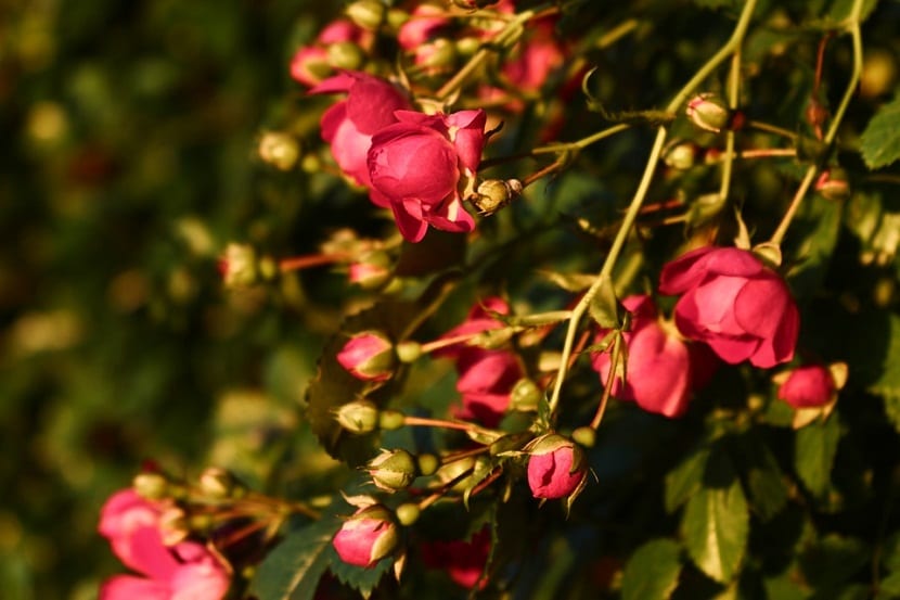 Rosal recién plantado en el jardín