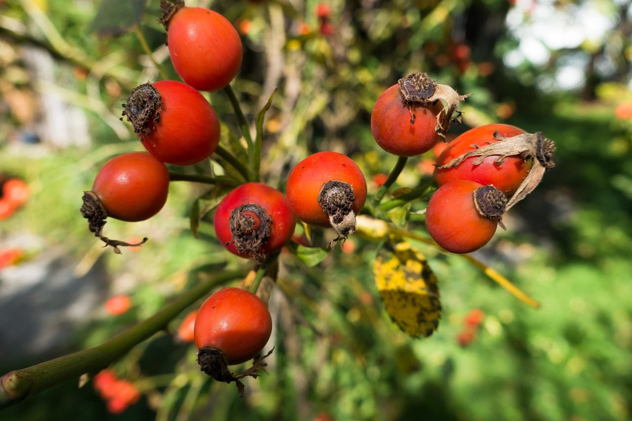 Frutos rojos de Rosa canina en la rama