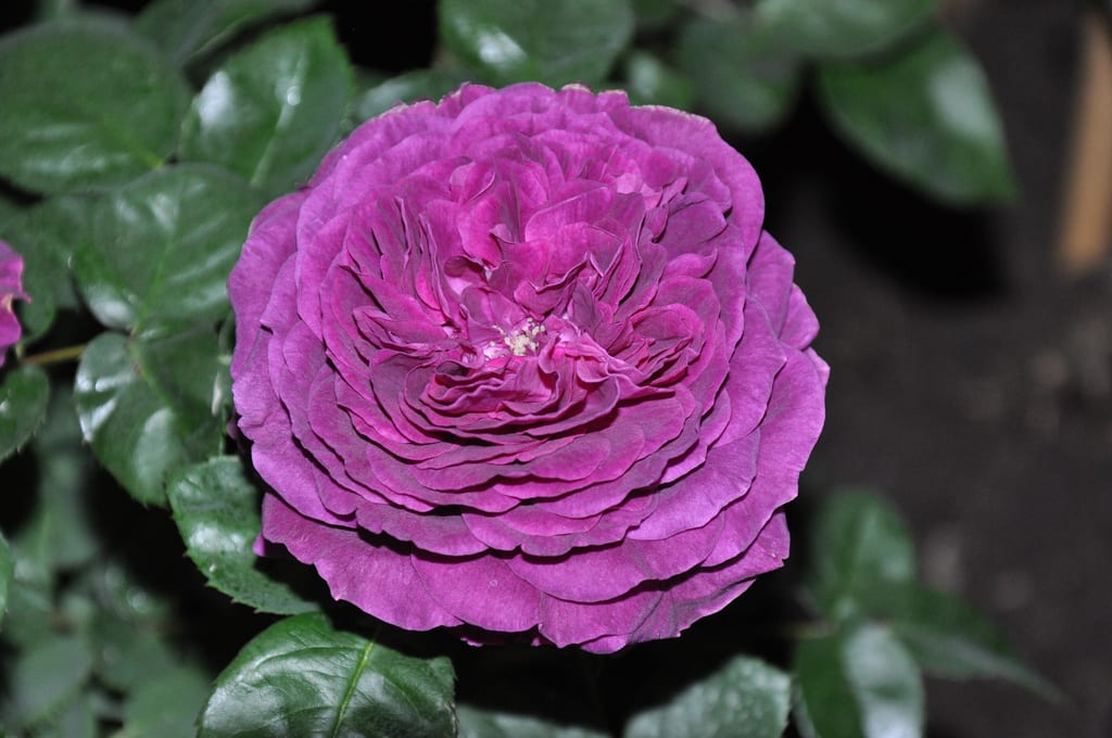 Flores rosadas de Rosa damascena