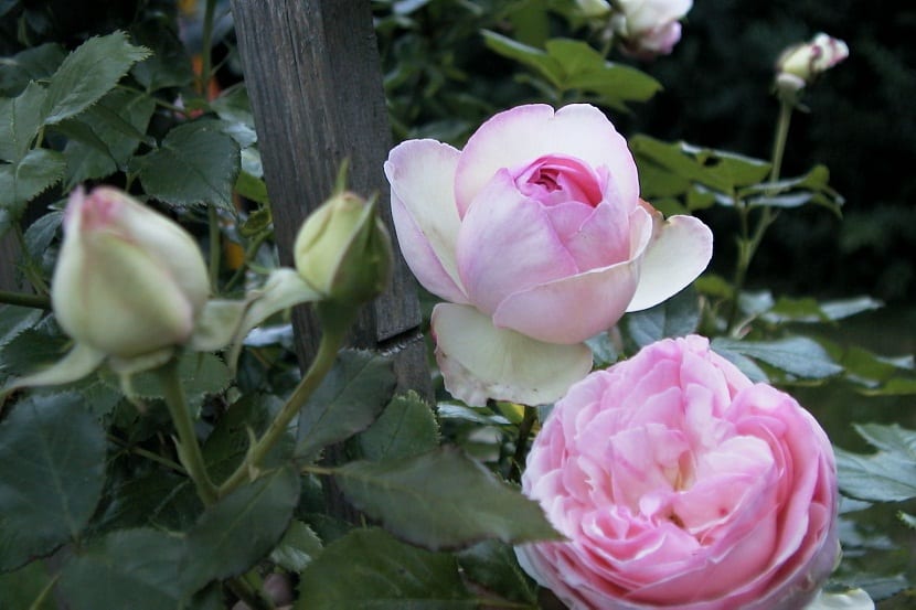Rosa 'Madame A. Meilland': la historia de 'Peace'