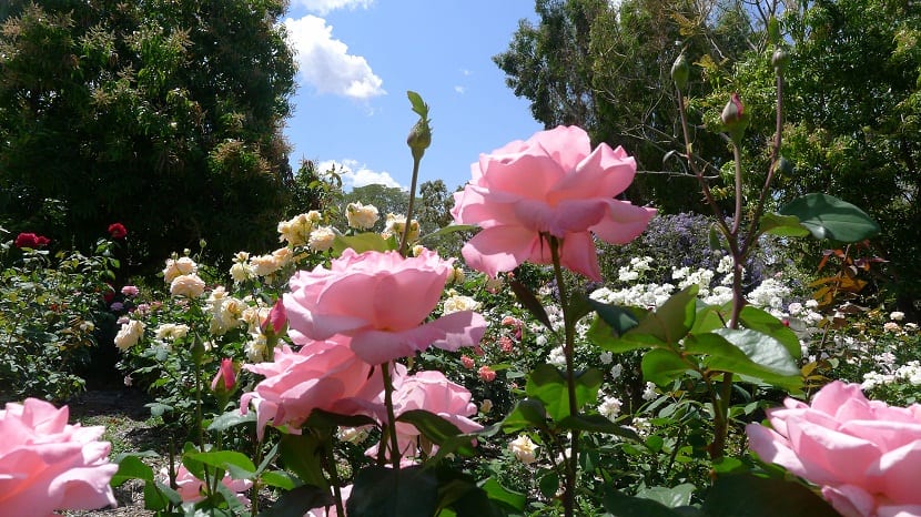 Rosa Queen Elizabeth: características, cultivo y poda