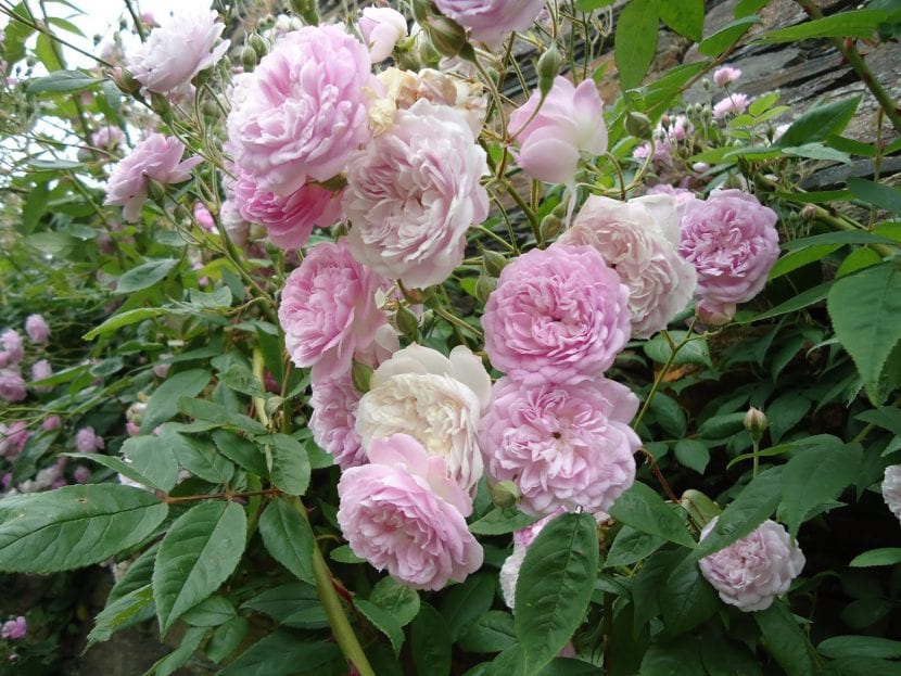 Rosal de pitiminí en maceta con muchas flores pequeñas