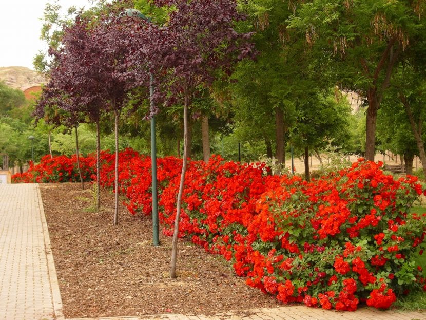 Flores del rosal 'La Sevillana' de cerca