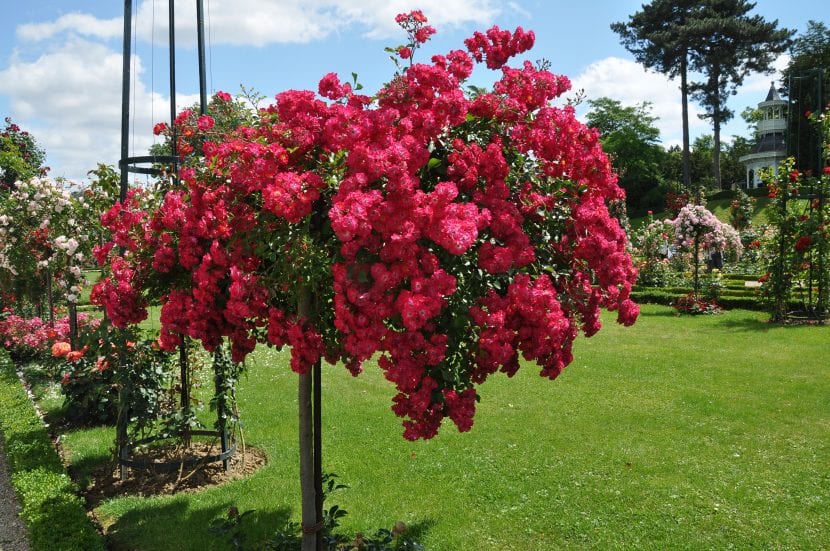 Rosal sevillano 'La Sevillana' cubierto de flores rojas