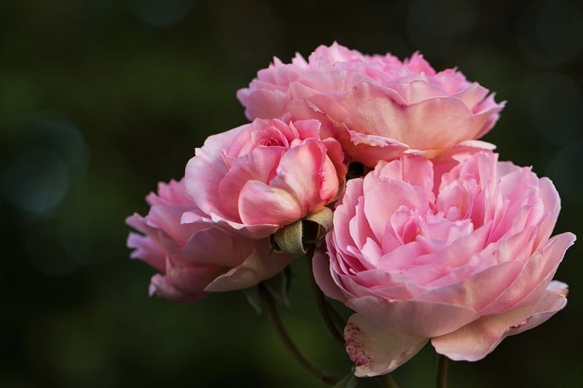 Rosas inglesas de David Austin: el cruce del perfume
