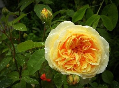 Rosa inglesa de color amarillo anaranjado después de la lluvia