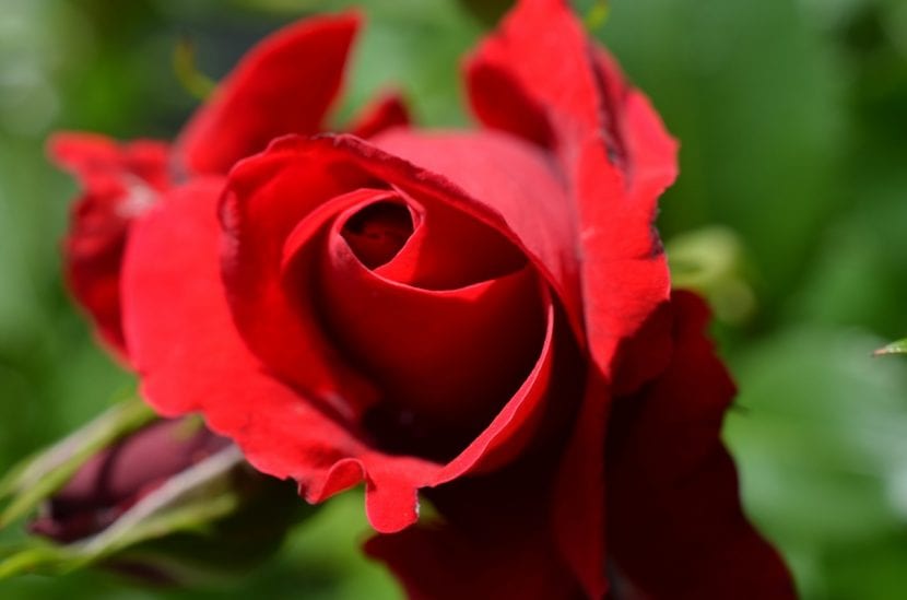 Rosa roja de jardín con los pétalos abiertos