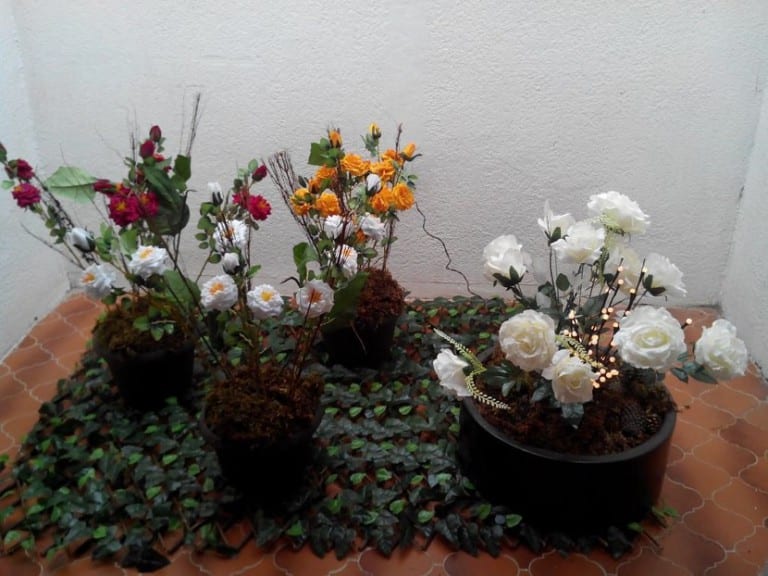 Rosal en maceta con flores abiertas