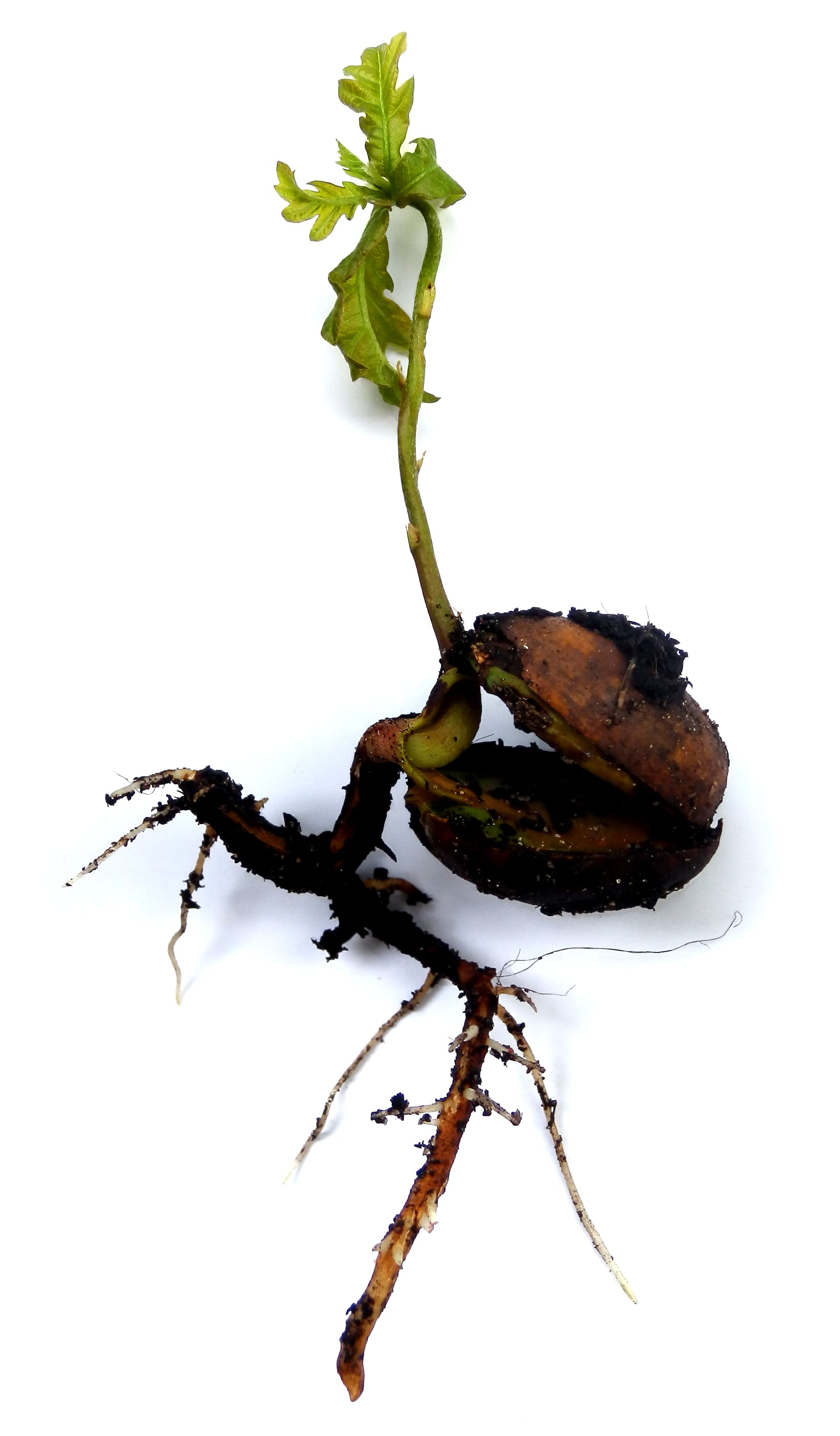 Plántula joven de Quercus robur recién emergida