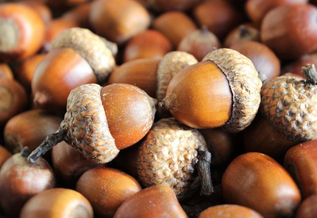 Bellotas de roble maduras con su cúpula