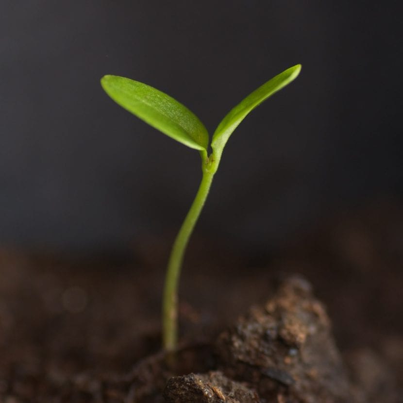 Plantín germinado en alvéolo de semillero