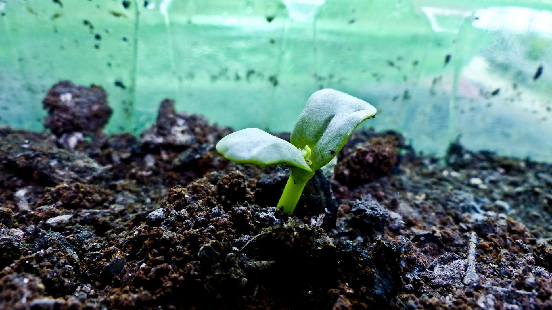 Germinar semillas en casa con material reciclado