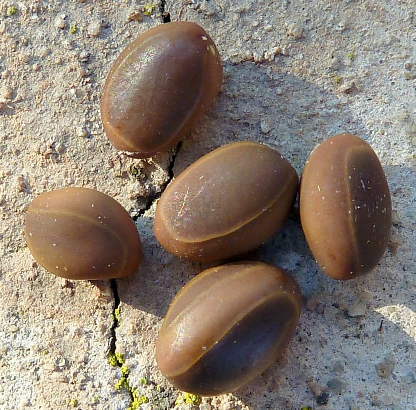 Semillas de Acacia farnesiana, de cubierta dura