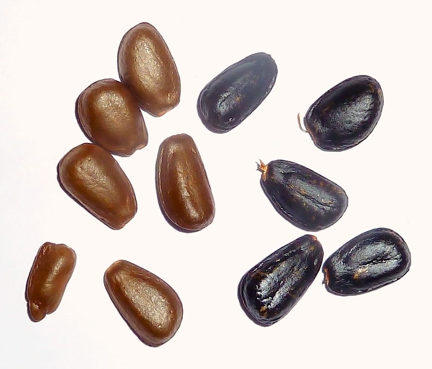 Semillas de chirimoya, de cubierta dura