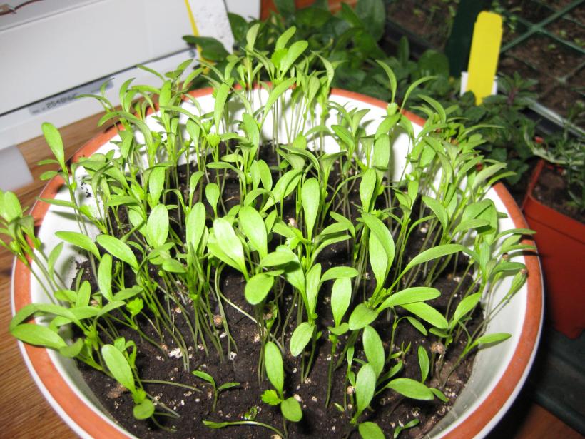 Plántulas de cilantro recién nacidas en el bancal