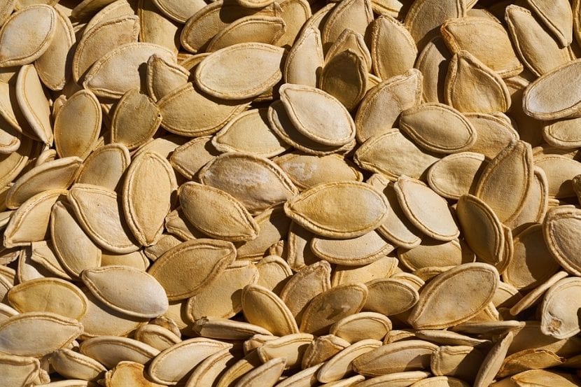Semillas de calabaza listas para sembrar