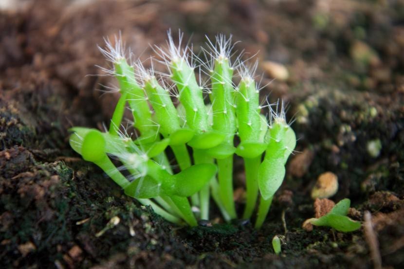 Semillas de cactus germinando en semillero