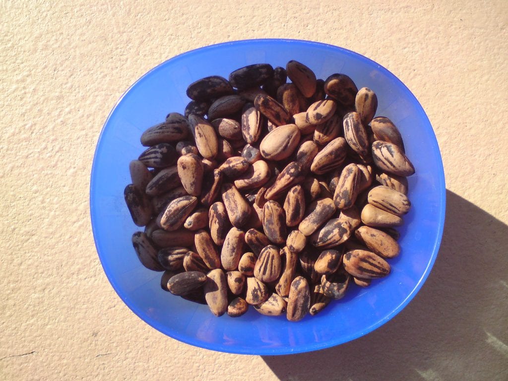 Cuándo y cómo plantar piñones para tener un pino piñonero