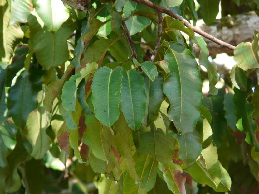 Hojas y follaje de Bertholletia excelsa