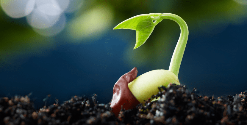 Proteger las semillas recién germinadas: babosas y más