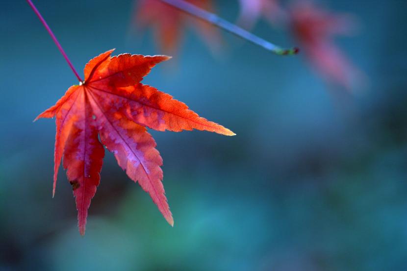 Arce japonés Acer palmatum obtenido de semilla