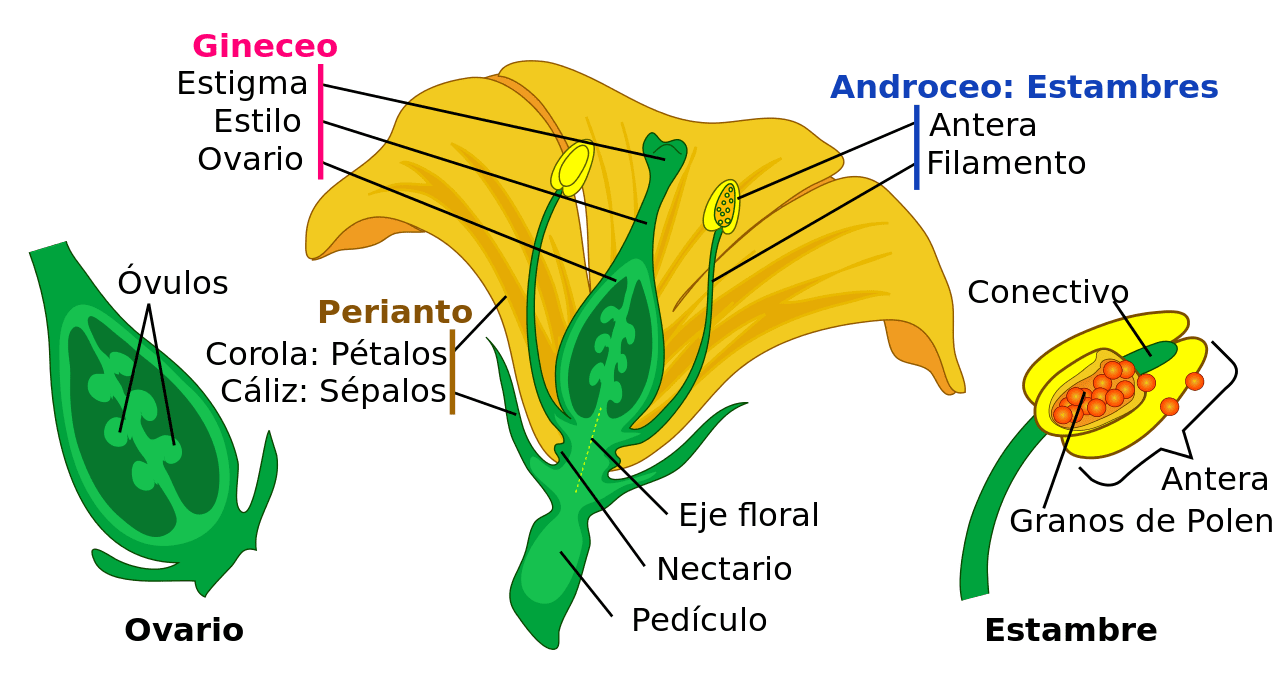 Partes de una flor, con el ovario del que se forma el fruto